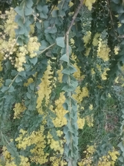 Acacia pravissima