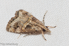 Euchromius cambridgei