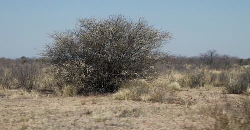 Black thorn