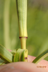 Veronica stenophylla
