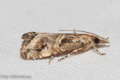 Euchromius cambridgei