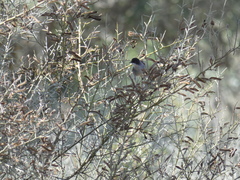 Curruca melanocephala