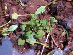 Cardamine breweri
