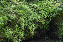 Gleicheniaceae