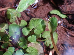 Cardamine breweri
