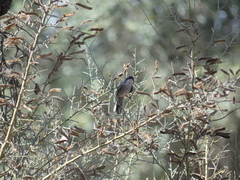 Curruca melanocephala