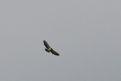 Buteo brachyurus