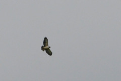 Buteo brachyurus