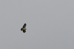 Buteo brachyurus
