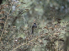 Curruca melanocephala