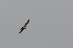 Buteo brachyurus