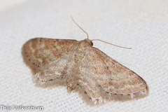 Idaea fractilineata