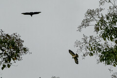 Buteo brachyurus