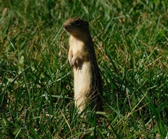 Ictidomys tridecemlineatus