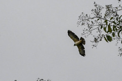 Buteo brachyurus