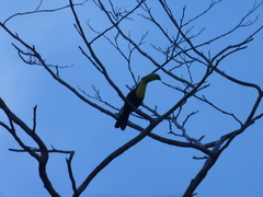 Ramphastos sulfuratus