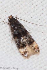 Stenoptinea cyaneimarmorella