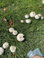 Chlorophyllum molybdites