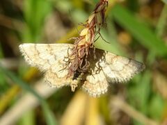 Cleta ramosaria