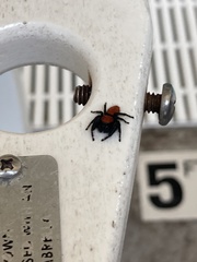 Phidippus apacheanus