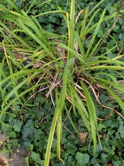 Carex pendula