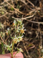Reseda phyteuma