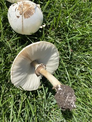 Chlorophyllum molybdites