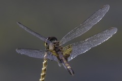 Celithemis martha