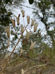 Toxicoscordion fremontii