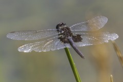 Celithemis martha
