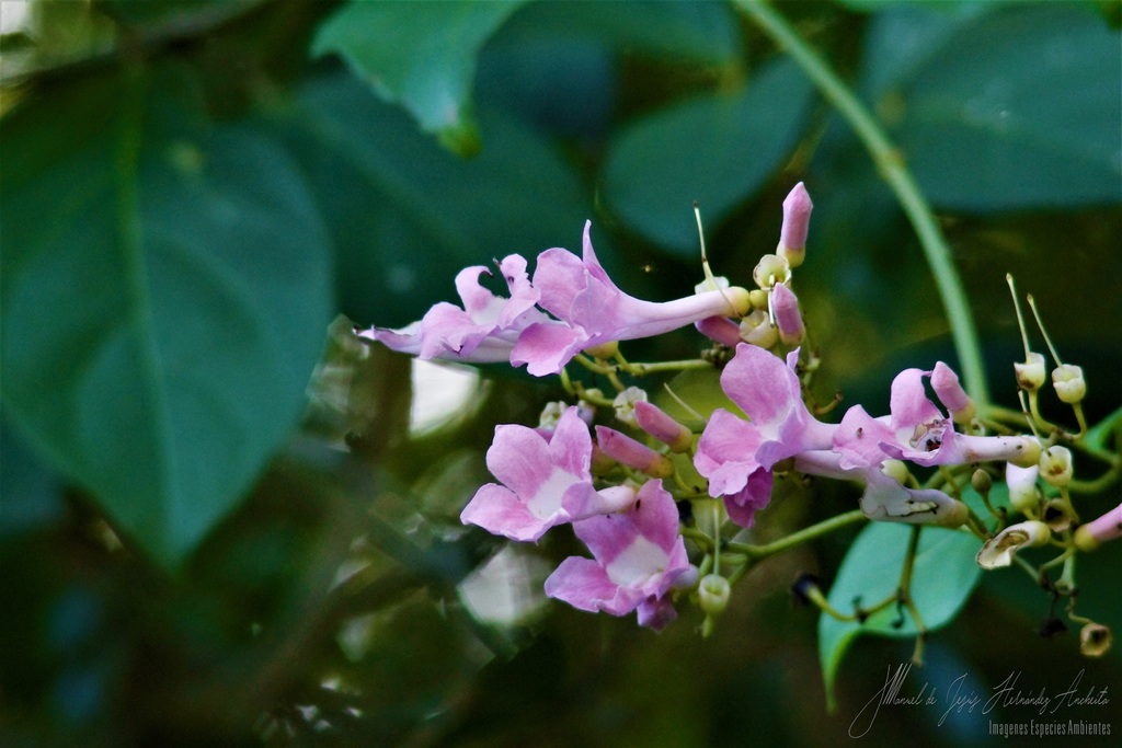 Tanaecium pyramidatum
