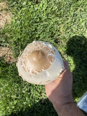 Chlorophyllum molybdites
