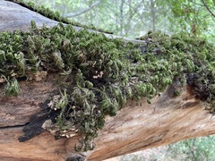 Dendroalsia abietina