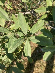 Salix sitchensis