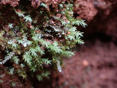 Pohlia cruda