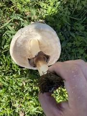 Chlorophyllum molybdites