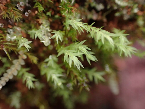 Pohlia cruda
