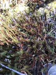 Polytrichum strictum