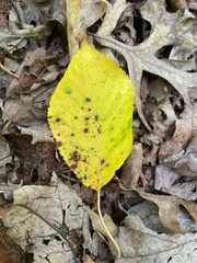 Diplocarpon