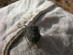 Brochymena quadripustulata