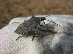 Brochymena quadripustulata
