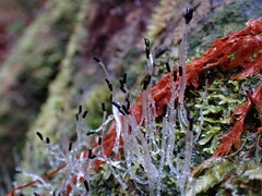 Calypogeia