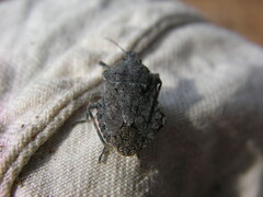 Brochymena quadripustulata