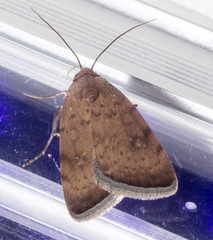 Micrathetis