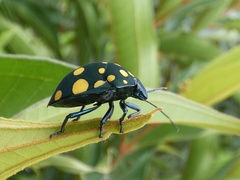 Pachycoris torridus