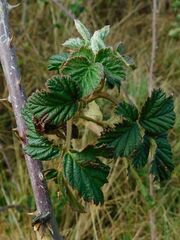Rubus rigidus