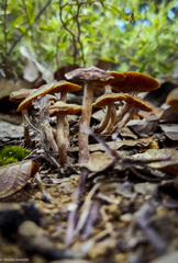 Cortinarius croceus