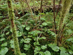 Prosartes smithii