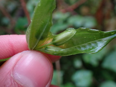 Prosartes smithii