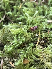 Kindbergia oregana